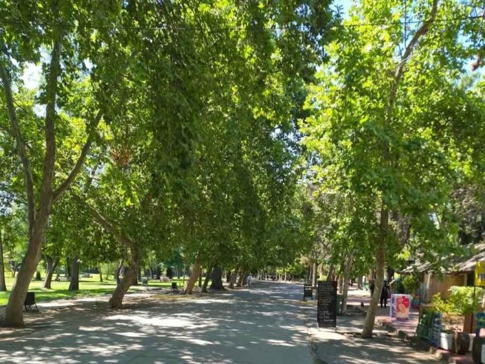 Plátano oriental, alergias y cambio climático: ¿Qué tan bueno es este árbol para Santiago?