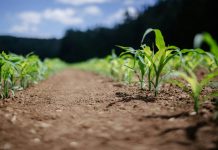 Producir alfalfa en pleno desierto: el proyecto de La Tirana que combina riego subterráneo y energía solar Producir alfalfa en pleno desierto: el proyecto de La Tirana que combina riego subterráneo y energía solar