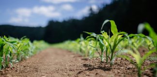 Producir alfalfa en pleno desierto: el proyecto de La Tirana que combina riego subterráneo y energía solar