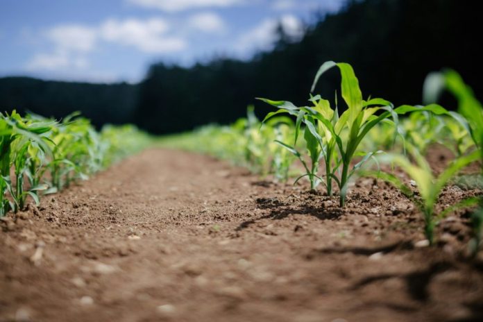 Producir alfalfa en pleno desierto: el proyecto de La Tirana que combina riego subterráneo y energía solar Producir alfalfa en pleno desierto: el proyecto de La Tirana que combina riego subterráneo y energía solar