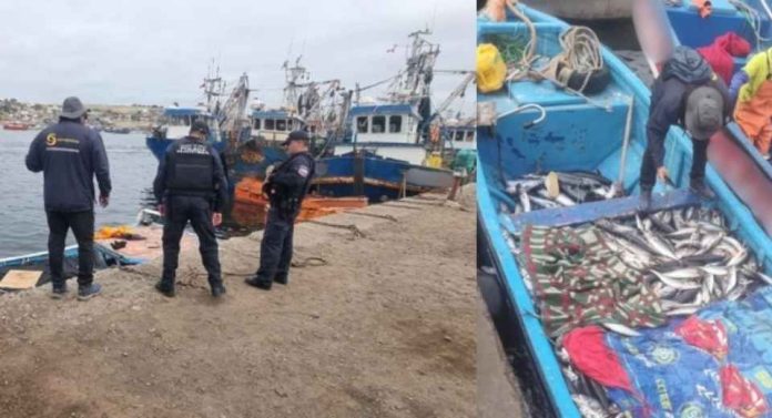 Sernapesca y Armada incauta 3 toneladas de jurel de origen ilegal en control en Caldera