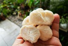 Hongo Melena de León para niños: bienestar natural para los más pequeños