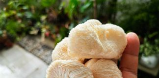 Melena de León para niños: bienestar natural para los más pequeños Hongo Melena de León para niños: bienestar natural para los más pequeños