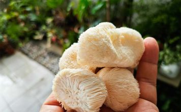 Melena de León para niños: bienestar natural para los más pequeños Hongo Melena de León para niños: bienestar natural para los más pequeños