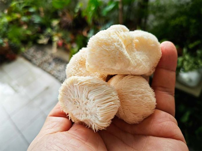 Hongo Melena de León para niños: bienestar natural para los más pequeños