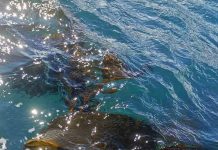 Reportaje | Nuevo estudio revela que las macroalgas pardas mantienen comunidades bacterianas características en su superficie macroalgas pardas