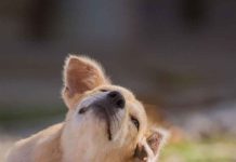 ¿Por qué un perro puede comenzar a reaccionar a un alimento que ha comido durante años? ¿Por qué un perro puede comenzar a reaccionar a un alimento que ha comido durante años?