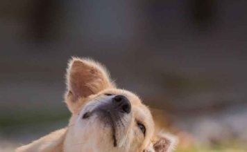 ¿Por qué un perro puede comenzar a reaccionar a un alimento que ha comido durante años? ¿Por qué un perro puede comenzar a reaccionar a un alimento que ha comido durante años?