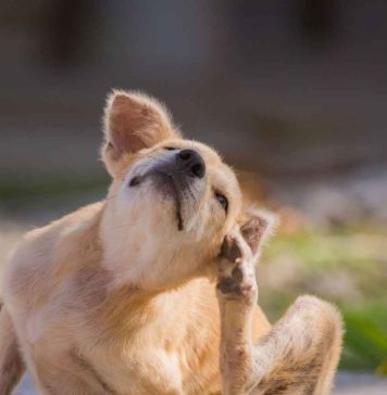 ¿Por qué un perro puede comenzar a reaccionar a un alimento que ha comido durante años? ¿Por qué un perro puede comenzar a reaccionar a un alimento que ha comido durante años?