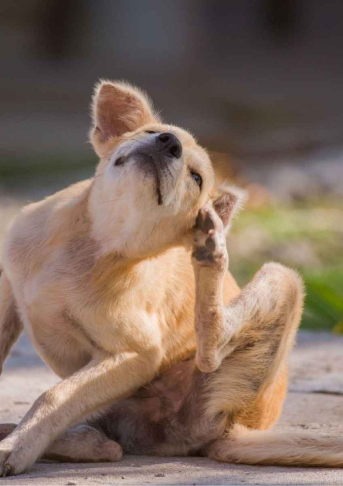 ¿Por qué un perro puede comenzar a reaccionar a un alimento que ha comido durante años ¿Por qué un perro puede comenzar a reaccionar a un alimento que ha comido durante años?