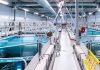 Alemania | Acuicultura de recirculación: la tecnología que busca abrir nuevas oportunidades para producir peces, camarones y algas Inhouse Farming – Feed & Food Show 2026