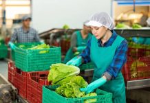 Cómo alimentar a Latinoamérica sin agotar el agua: Tres claves para producir más con menos Cómo alimentar a Latinoamérica sin agotar el agua Tres claves para producir más con menos