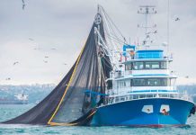 Estudio analizó beneficios y riesgos del comercio mundial de productos del mar Estudio analizó beneficios y riesgos del comercio mundial de productos del mar