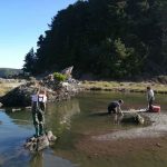 Estudio revela efectos sinérgicos y antagónicos de los incendios forestales y plantaciones de eucalipto en ecosistemas de agua dulce