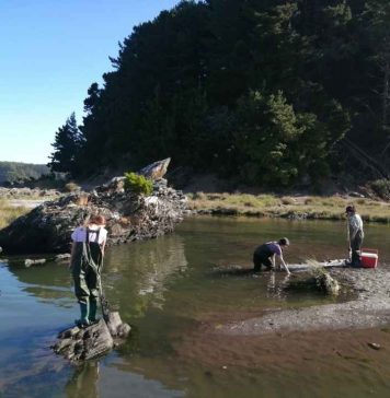 Estudio revela efectos sinérgicos y antagónicos de los incendios forestales y plantaciones de eucalipto en ecosistemas de agua dulce