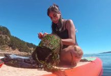 Estudio revela que el ruido de embarcaciones puede favorecer el asentamiento de especies marinas invasoras