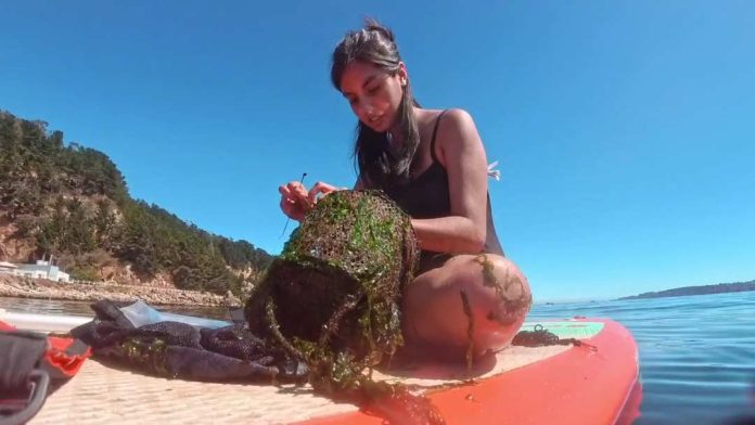 Estudio revela que el ruido de embarcaciones puede favorecer el asentamiento de especies marinas invasoras