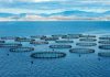 La evolución de la acuicultura chilena exige operaciones más eficientes, confiables y conectadas La evolución de la acuicultura chilena exige operaciones más eficientes, confiables y conectadas