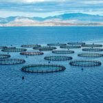 La evolución de la acuicultura chilena exige operaciones más eficientes, confiables y conectadas La evolución de la acuicultura chilena exige operaciones más eficientes, confiables y conectadas
