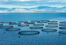 La evolución de la acuicultura chilena exige operaciones más eficientes, confiables y conectadas