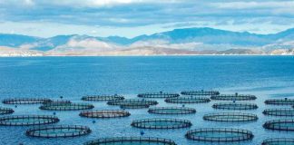 La evolución de la acuicultura chilena exige operaciones más eficientes, confiables y conectadas La evolución de la acuicultura chilena exige operaciones más eficientes, confiables y conectadas