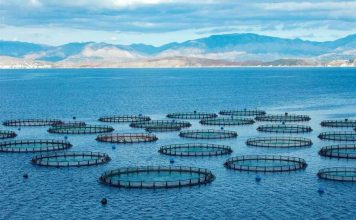 La evolución de la acuicultura chilena exige operaciones más eficientes, confiables y conectadas