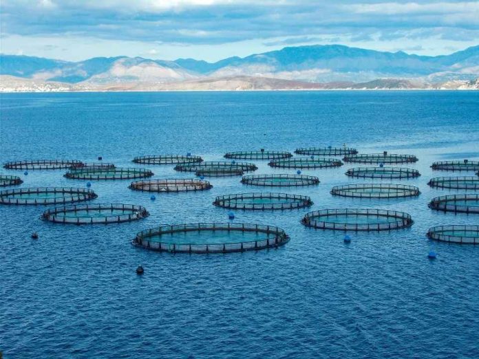 La evolución de la acuicultura chilena exige operaciones más eficientes, confiables y conectadas (1) La evolución de la acuicultura chilena exige operaciones más eficientes, confiables y conectadas