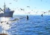 Pesca Industrial Proteger el mar y potenciar el empleo Personal Embarcado Industrial del Biobío llama a compatibilizar conservación y actividad pesquera