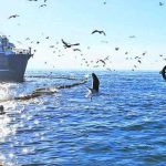 Pesca Industrial Proteger el mar y potenciar el empleo Personal Embarcado Industrial del Biobío llama a compatibilizar conservación y actividad pesquera