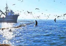 Pesca Industrial Proteger el mar y potenciar el empleo Personal Embarcado Industrial del Biobío llama a compatibilizar conservación y actividad pesquera