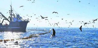 Pesca Industrial | Proteger el mar y potenciar el empleo: Personal Embarcado Industrial del Biobío llama a compatibilizar conservación y actividad pesquera Pesca Industrial Proteger el mar y potenciar el empleo Personal Embarcado Industrial del Biobío llama a compatibilizar conservación y actividad pesquera