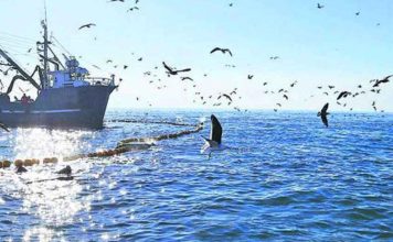 Pesca Industrial | Proteger el mar y potenciar el empleo: Personal Embarcado Industrial del Biobío llama a compatibilizar conservación y actividad pesquera Pesca Industrial Proteger el mar y potenciar el empleo Personal Embarcado Industrial del Biobío llama a compatibilizar conservación y actividad pesquera