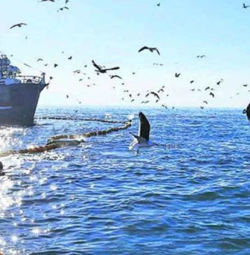 Pesca Industrial | Proteger el mar y potenciar el empleo: Personal Embarcado Industrial del Biobío llama a compatibilizar conservación y actividad pesquera Pesca Industrial Proteger el mar y potenciar el empleo Personal Embarcado Industrial del Biobío llama a compatibilizar conservación y actividad pesquera