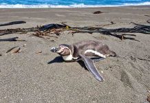 Pingüinos, lobos marinos y otras especies: qué hacer al encontrar fauna silvestre en problemas Pingüinos, lobos marinos y otras especies: qué hacer al encontrar fauna silvestre en problemas