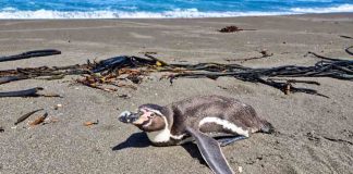 Pingüinos, lobos marinos y otras especies: qué hacer al encontrar fauna silvestre en problemas
