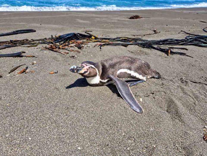 Pingüinos, lobos marinos y otras especies: qué hacer al encontrar fauna silvestre en problemas Pingüinos, lobos marinos y otras especies: qué hacer al encontrar fauna silvestre en problemas