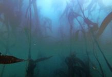 Reportaje | Estudio del Núcleo Milenio MASH entrega nuevas evidencias sobre la herencia de bacterias en el huiro gigante