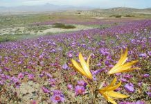 SMA extiende advertencia a 267 unidades fiscalizables mineras para reforzar medidas preventivas ante el Desierto Florido