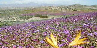 SMA extiende advertencia a 267 unidades fiscalizables mineras para reforzar medidas preventivas ante el Desierto Florido