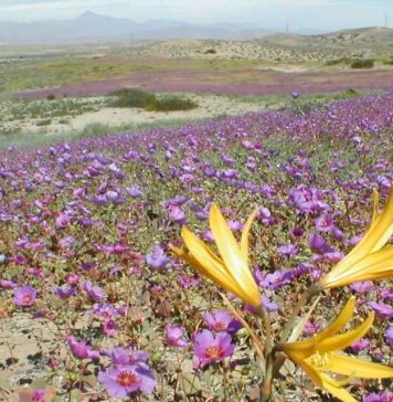 SMA extiende advertencia a 267 unidades fiscalizables mineras para reforzar medidas preventivas ante el Desierto Florido SMA extiende advertencia a 267 unidades fiscalizables mineras para reforzar medidas preventivas ante el Desierto Florido