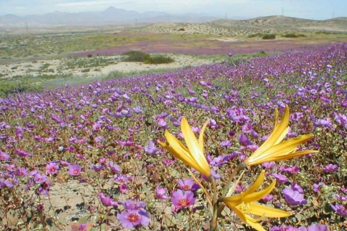 SMA extiende advertencia a 267 unidades fiscalizables mineras para reforzar medidas preventivas ante el Desierto Florido
