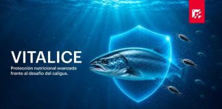 Salmofood presenta Vitalice, una alternativa natural contra la Caligidosis Salmofood presenta vitalice, una alternativa natural contra la Caligidosis
