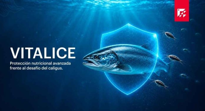 Salmofood presenta vitalice, una alternativa natural contra la Caligidosis Salmofood presenta vitalice, una alternativa natural contra la Caligidosis